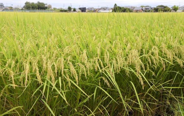 コメ価格の見通し指数 最低水準続く