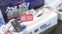 店頭では1匹88万円超！秋サケの初競り“史上最高値”1キロ18万8888円「景気づけも含めこの値段を入れた」早速…札幌市内の鮮魚店に並ぶ〈北海道札幌市中央卸売市場〉
