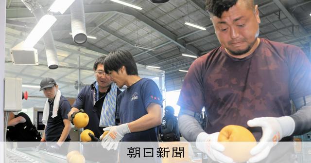 特産のジャンボ梨、熊本地震乗り越え今年も出荷 台湾が支援を申し出