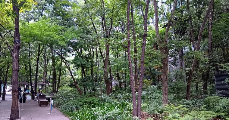 憂楽帳:大手町の森