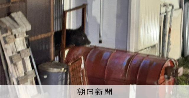 民家の軒下に親子グマが居座り 京都・舞鶴市、麻酔銃で確保