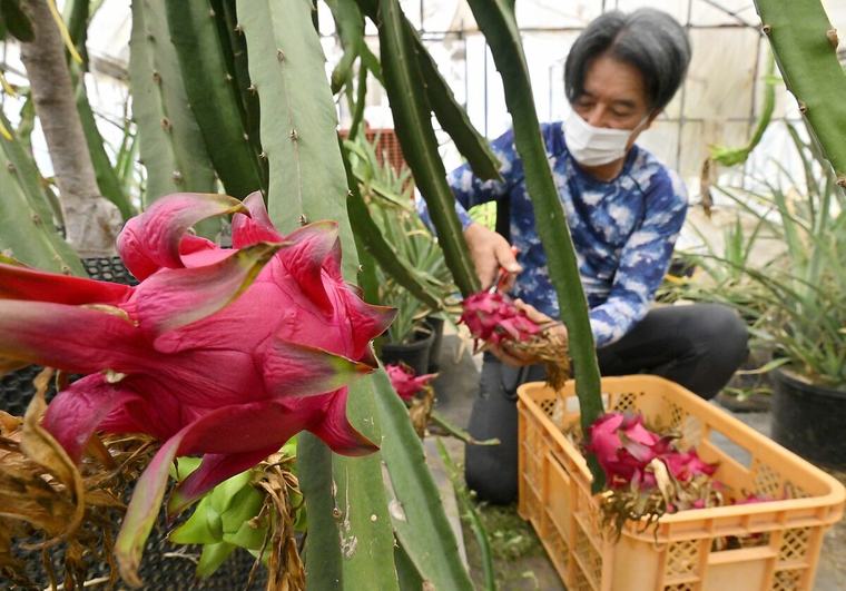 「甘くてジューシーな味」 那珂川でドラゴンフルーツの収穫進む