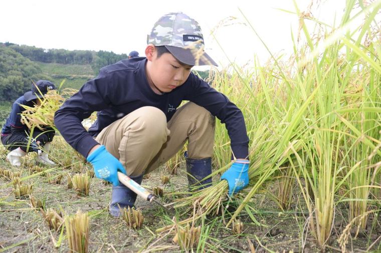 真庭・余野小児童がもち米収穫 伝統の「霜月祭」継承へ