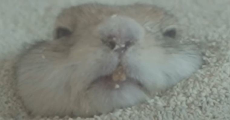 飼い主「中にオッサン入っとるんか？」→掛け布団で爆睡していたのは……「声だして笑ってしもた」「酔い潰れたおっさん」