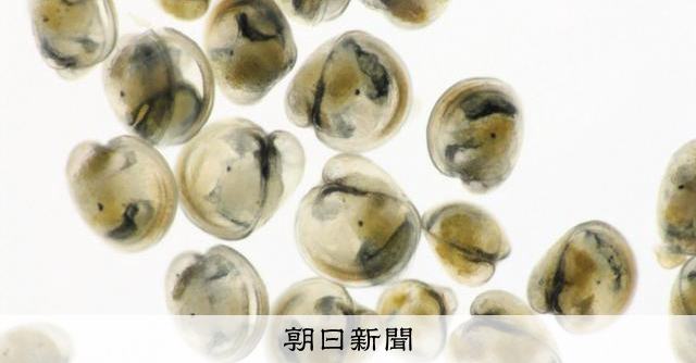 カキ養殖支援へ電力会社がAIアプリ 瀬戸内海の今夏の測定結果は…
