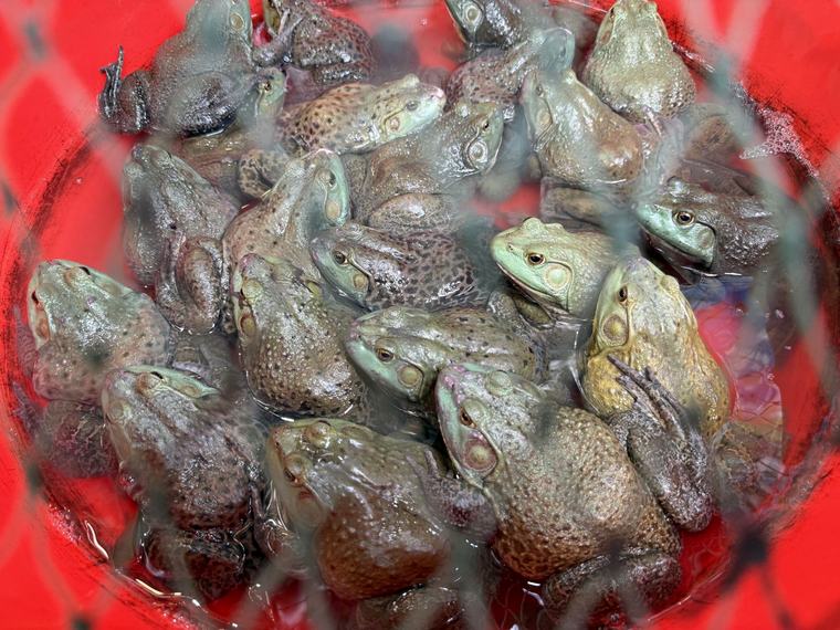 食用ガエルに過剰抗生物質 中国当局、調査 16時45分 共同通信